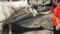 sarışın sarışın atlarla seks yapan kadınlar